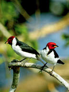 Image of Red-capped Cardinal