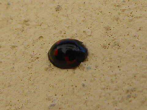 Image of Pine Lady Beetle