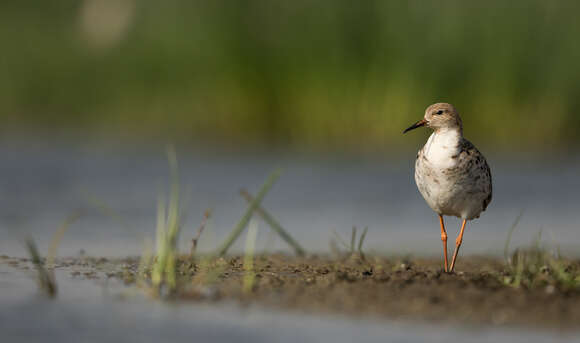 Image of Spotted Redshank