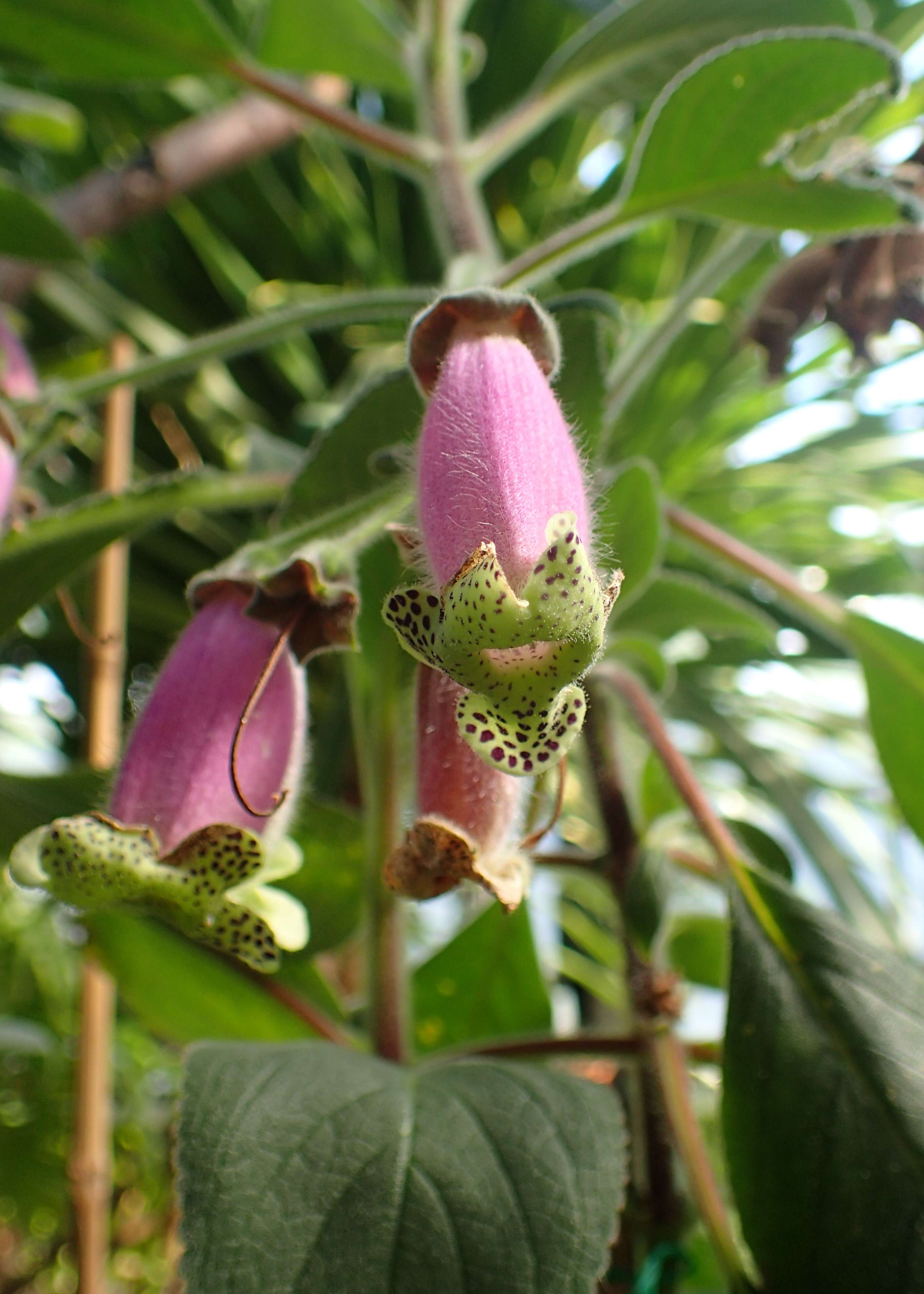 Image of Kohleria warszewiczii (Regel) Hanst.