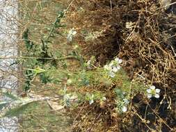 Nigella arvensis L. resmi