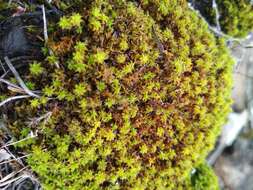 Image of great hairy screw-moss