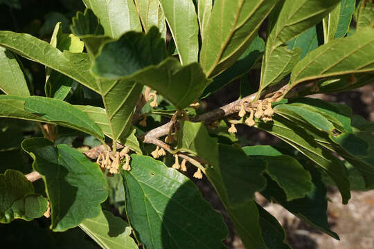 Imagem de Hamamelis vernalis Sarg.