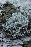 Image of ring lichen