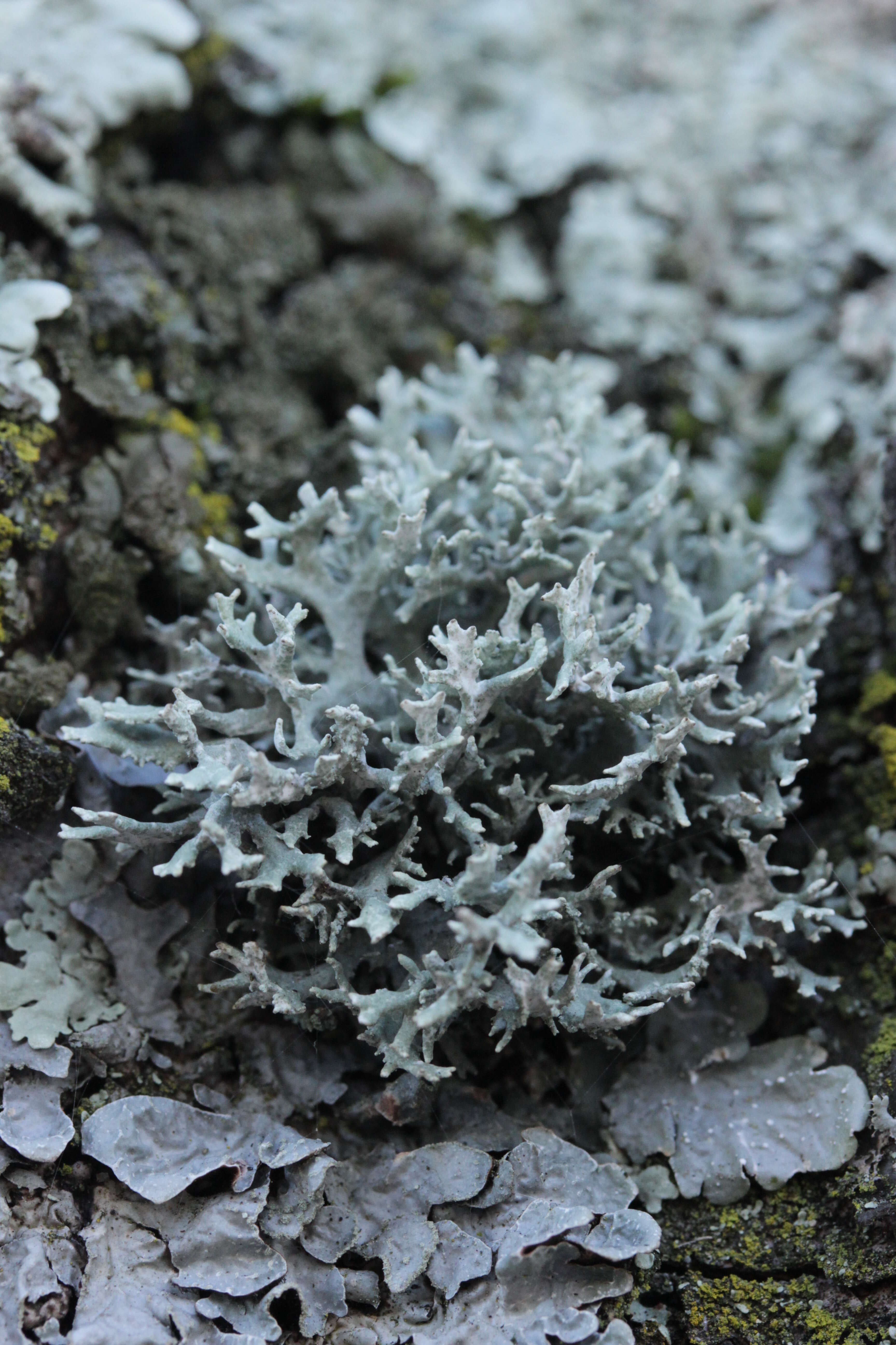 Image of ring lichen