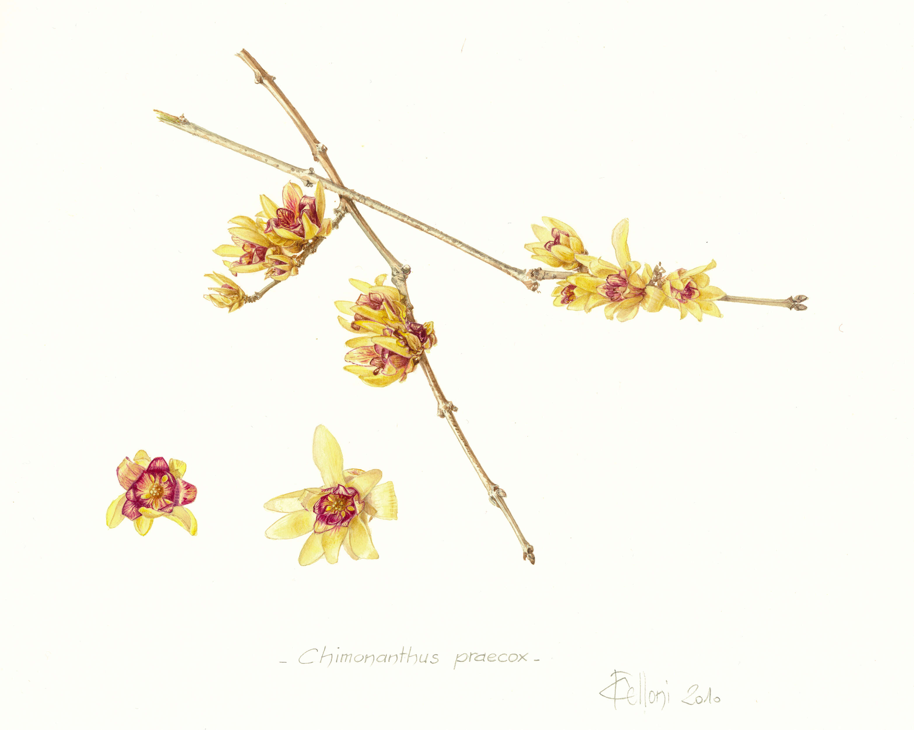 Image of Fragrant Wintersweet