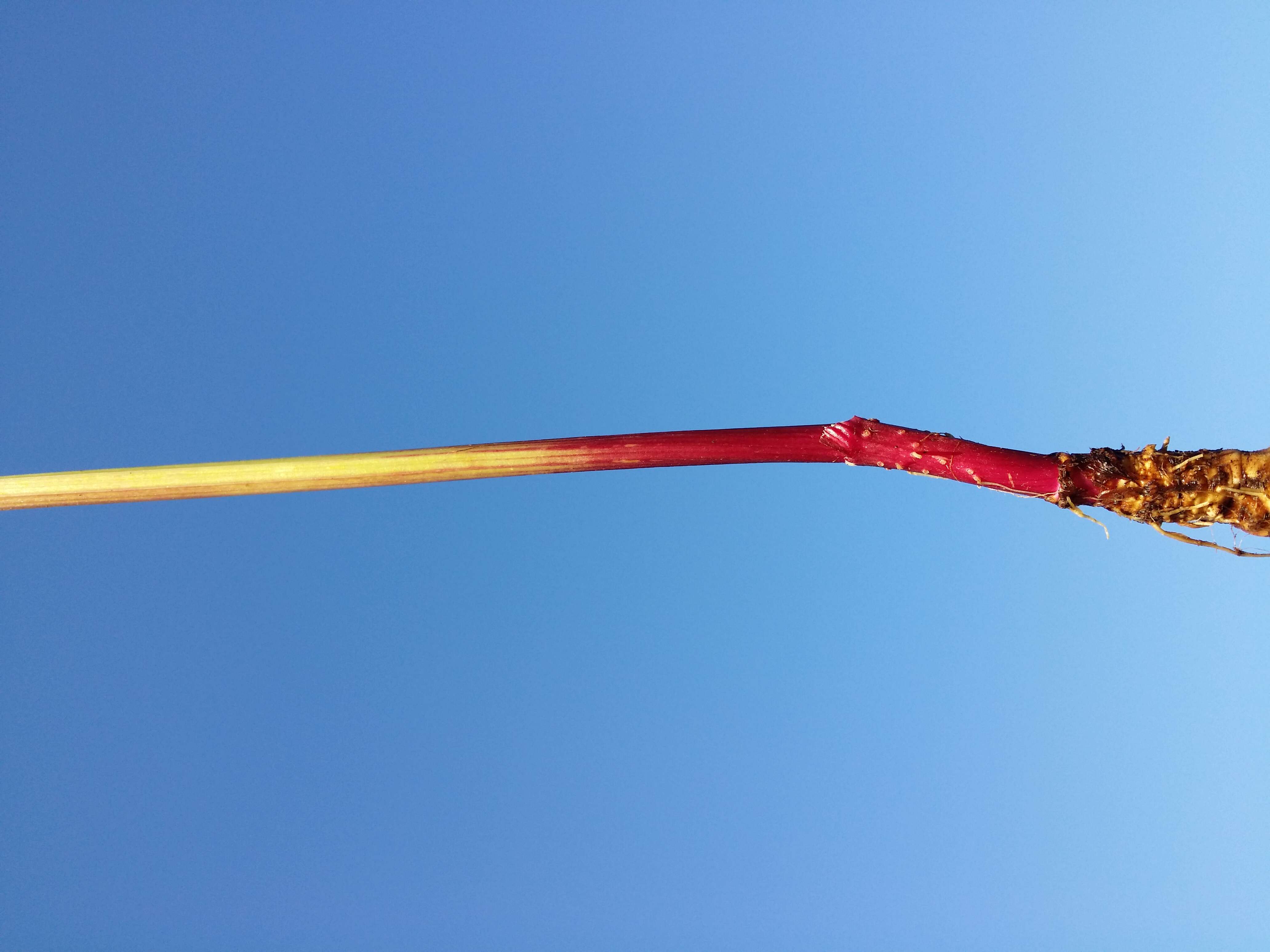 Imagem de Peucedanum palustre