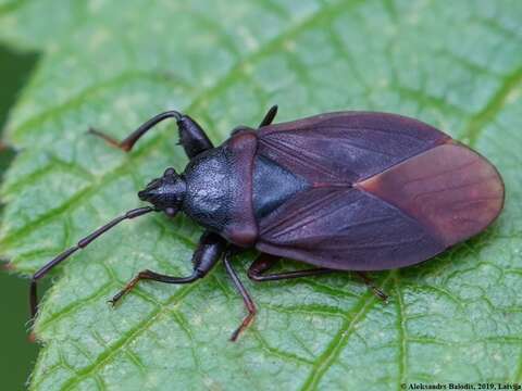 Image of Gastrodes (Gastrodes) grossipes De Geer 1773