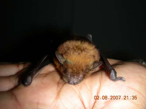 Image of Asiatic Lesser Yellow House Bat