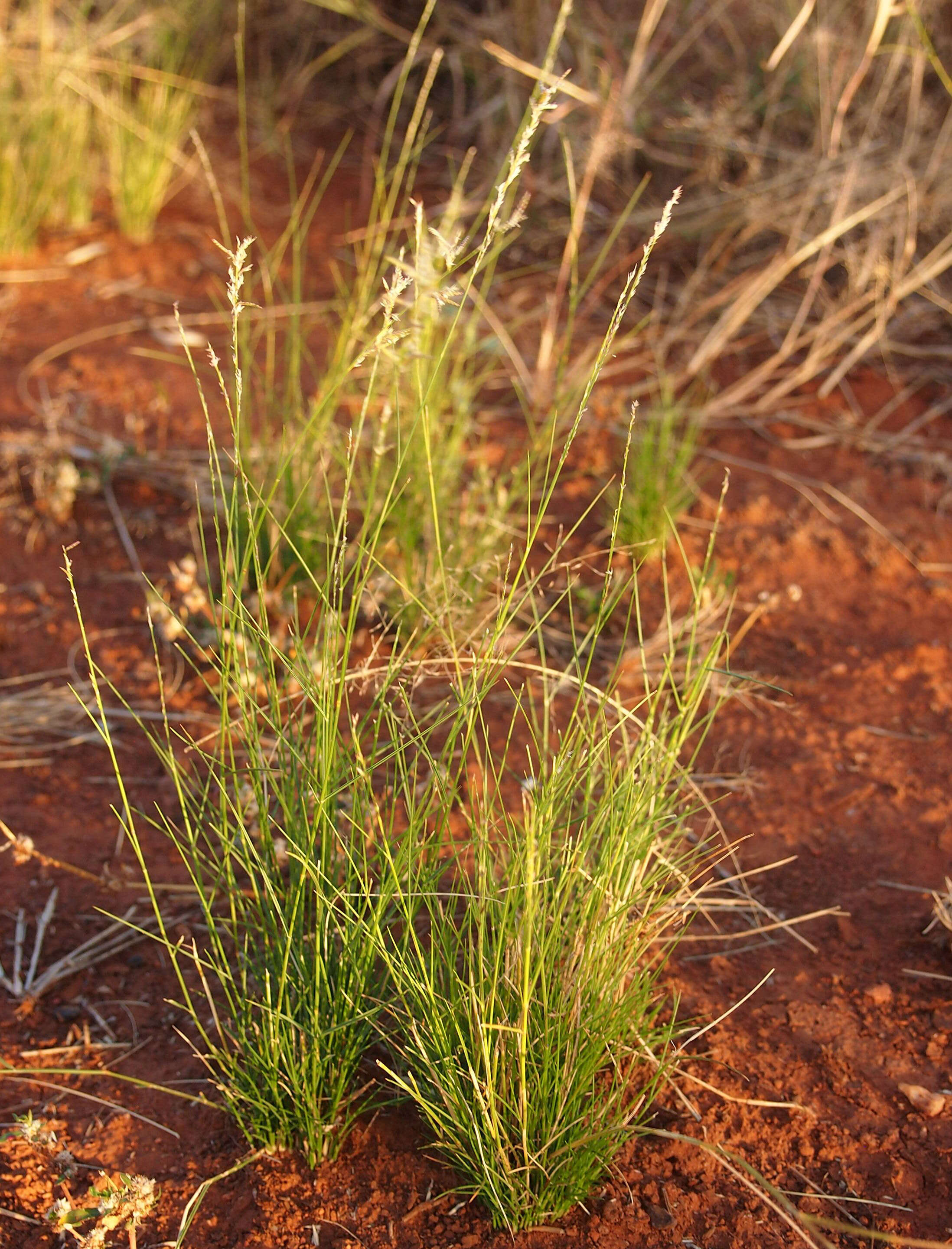 Image of bristleleaf lovegrass