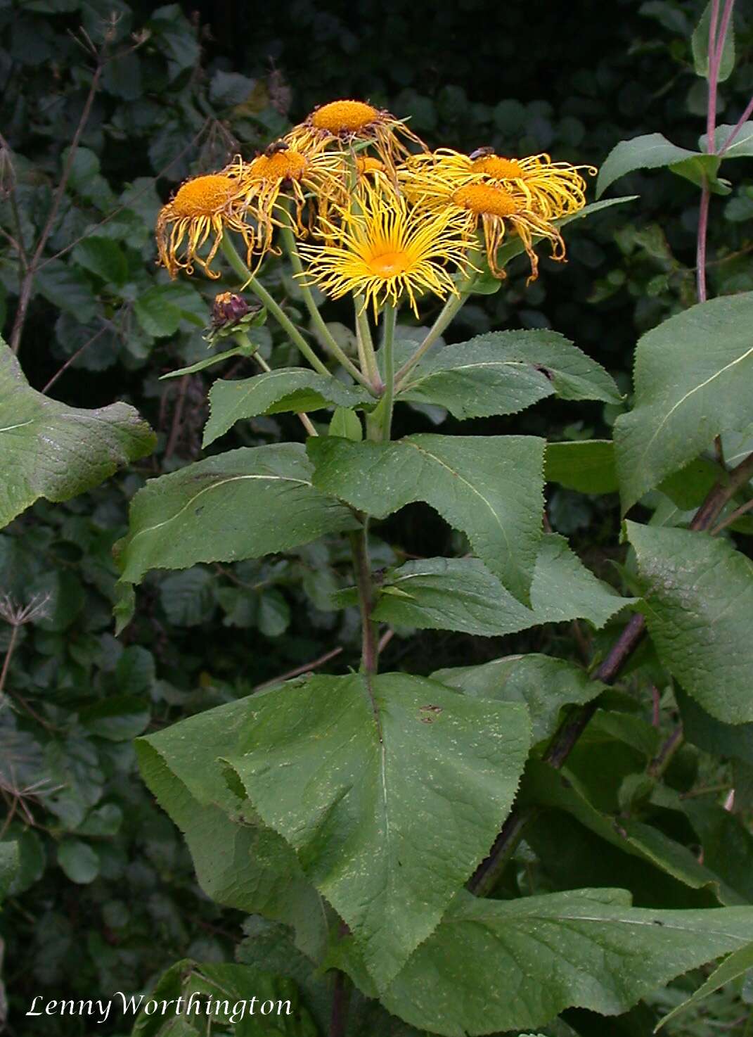 Image of Elecampane