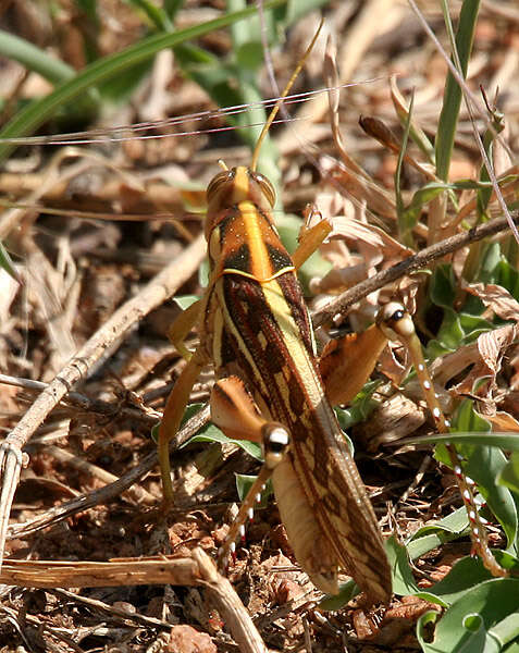 Image of Cyrtacanthacris tatarica (Linnaeus 1758)