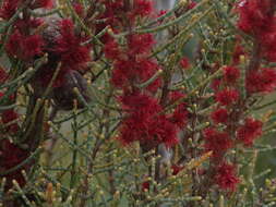 Image of Allocasuarina humilis (Otto & A. Dietr.) L. A. S. Johnson