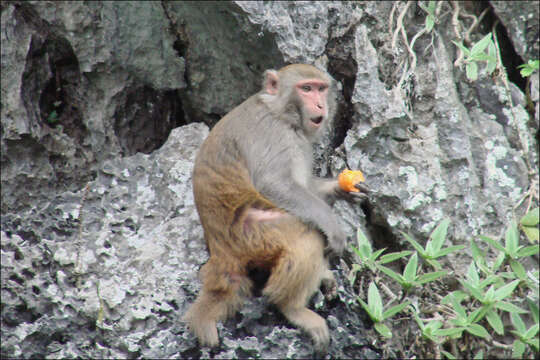 Image of Rhesus Monkey