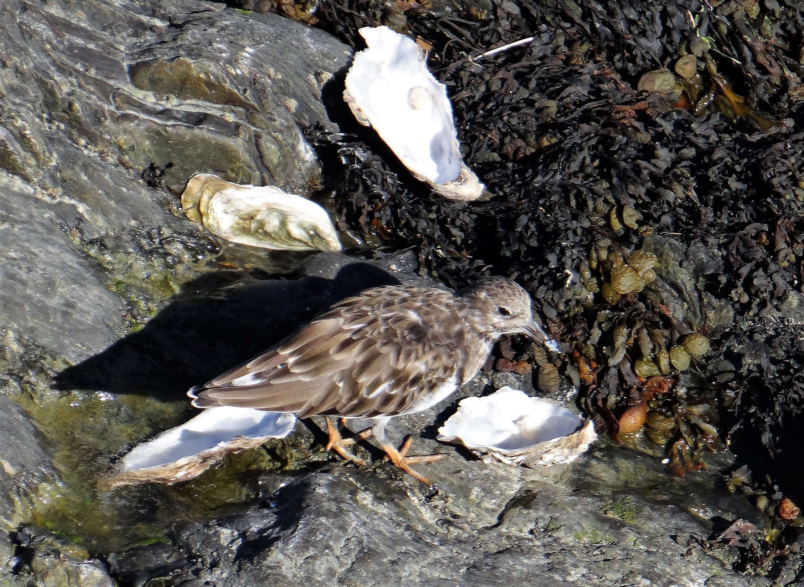 Image of Ruddy Turnstone