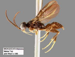 Image of Heterogynaidae