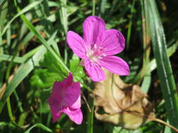 Imagem de Geranium palustre L.