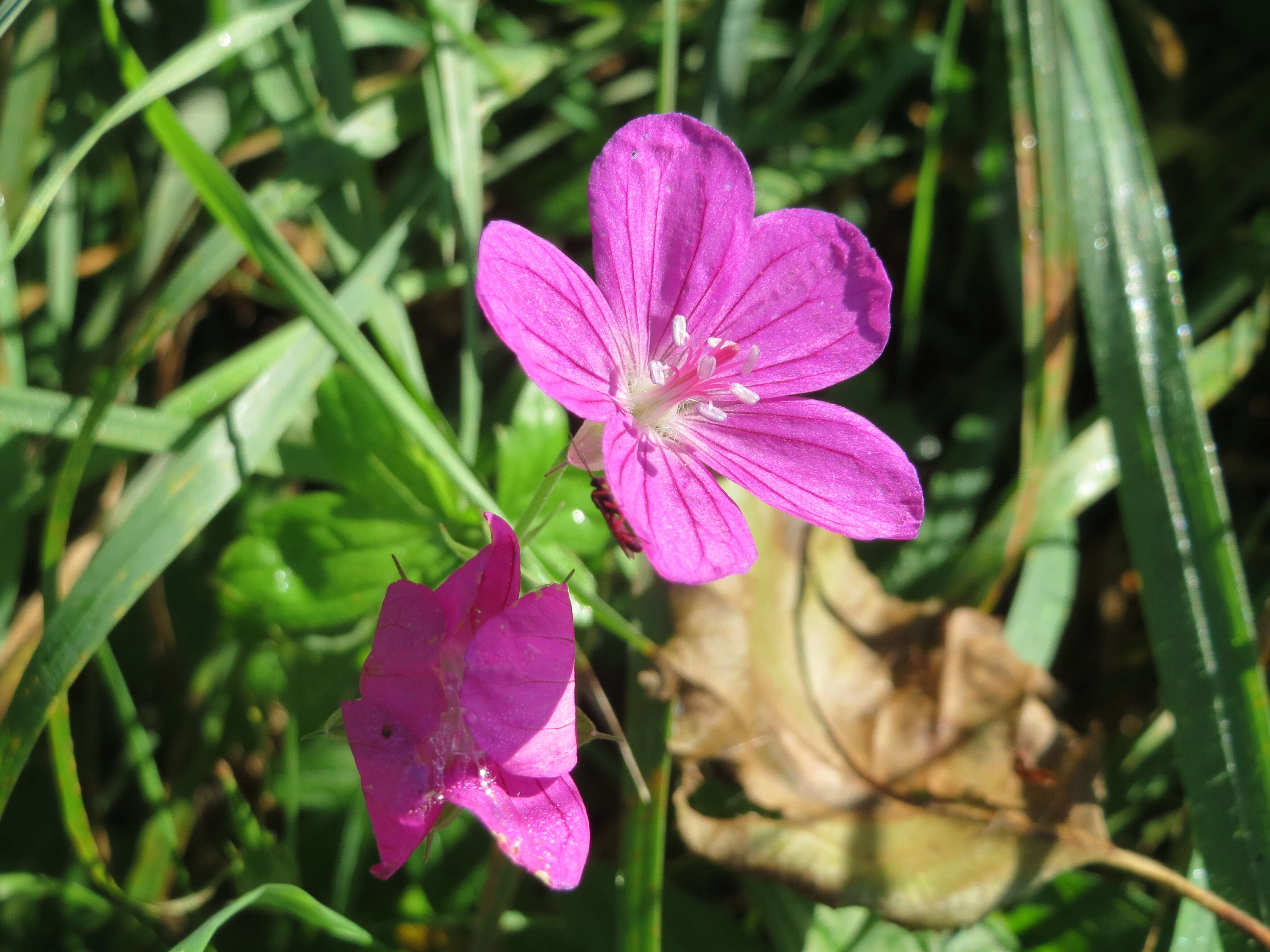 Imagem de Geranium palustre L.