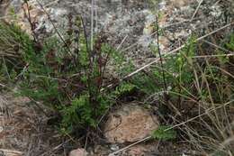 Image of Cheilanthes austrotenuifolia H. M. Quirk & T. C. Chambers