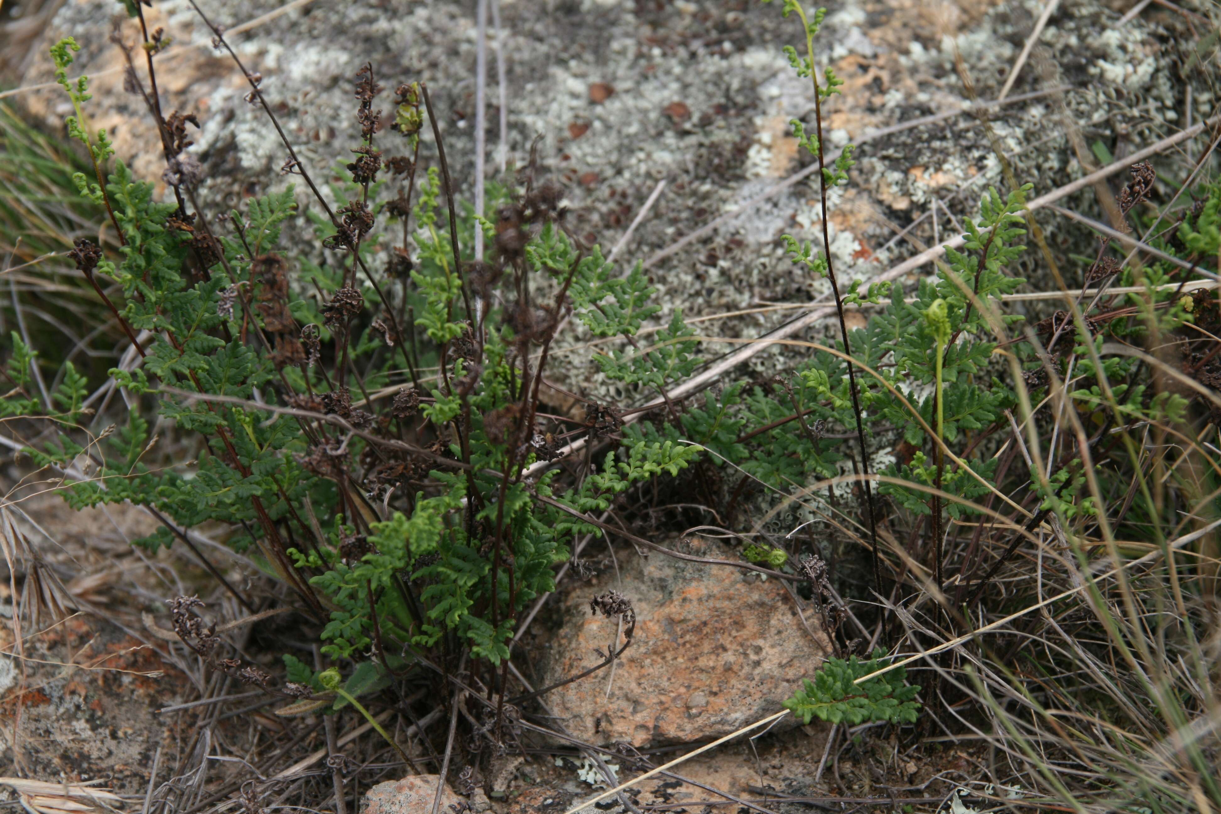 Image of Cheilanthes austrotenuifolia H. M. Quirk & T. C. Chambers