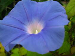 Image of whiteedge morning-glory