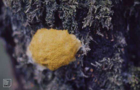 Image of Dog vomit slime mold