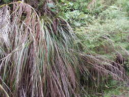 Imagem de Gahnia setifolia (A. Rich.) Hook. fil.