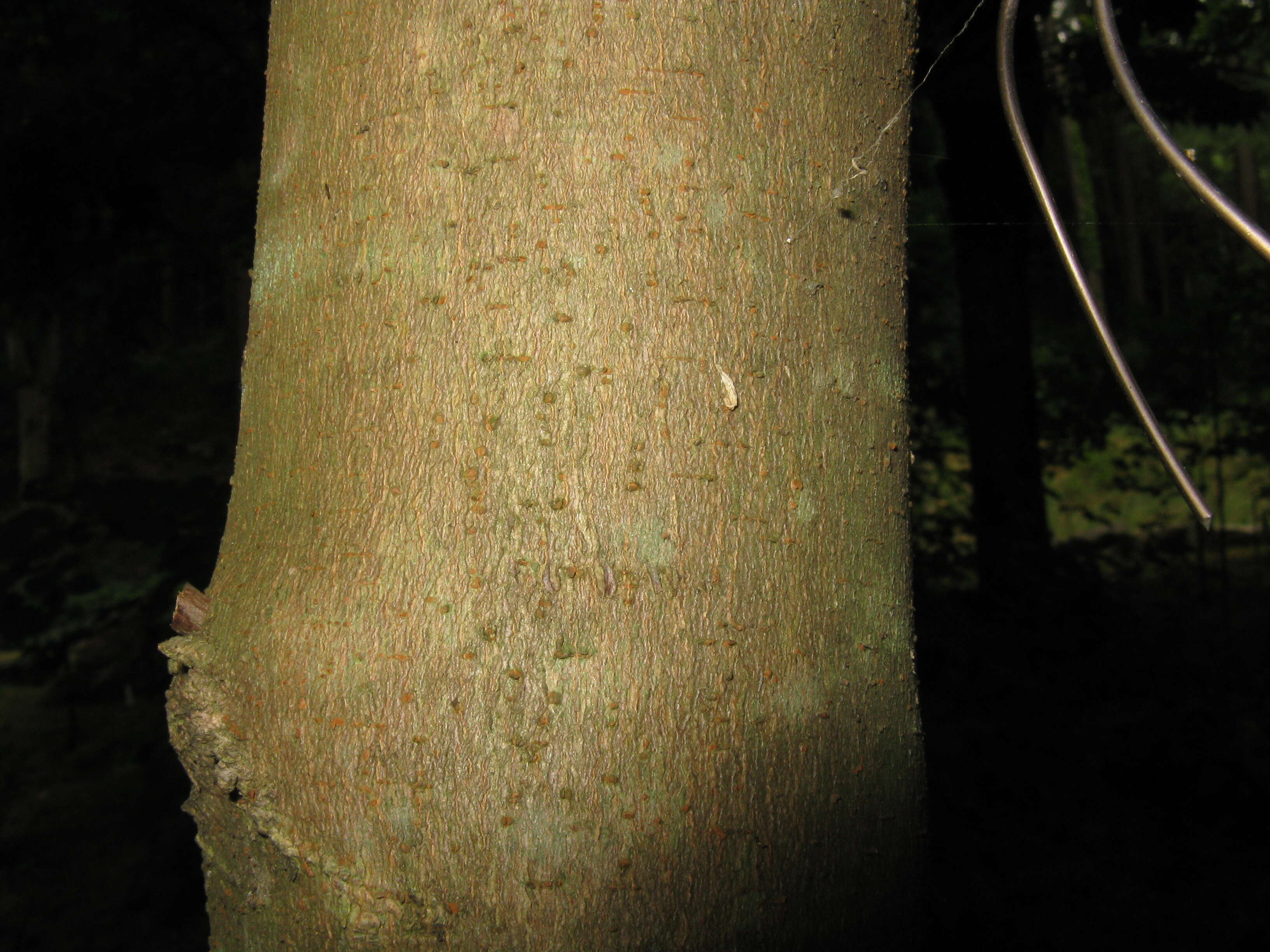 Image of Devil maple