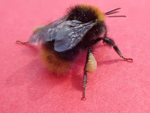 Image of Early bumblebee