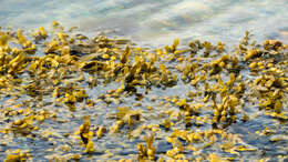 Image of Bladder Wrack