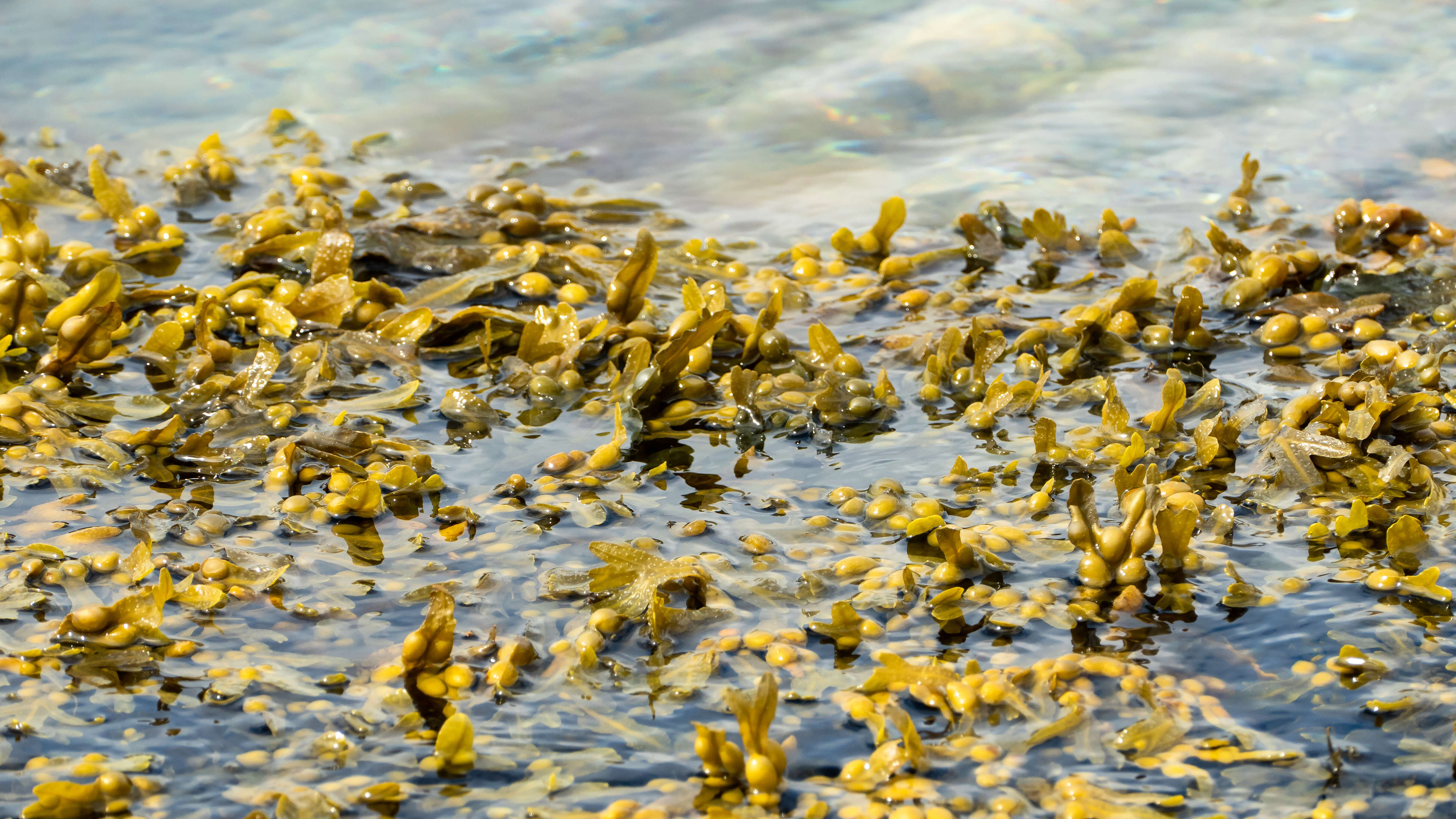 Image de fucus vésiculeux