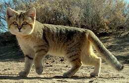 Image de Chat des sables