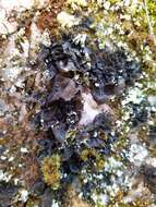 Image of jelly lichen