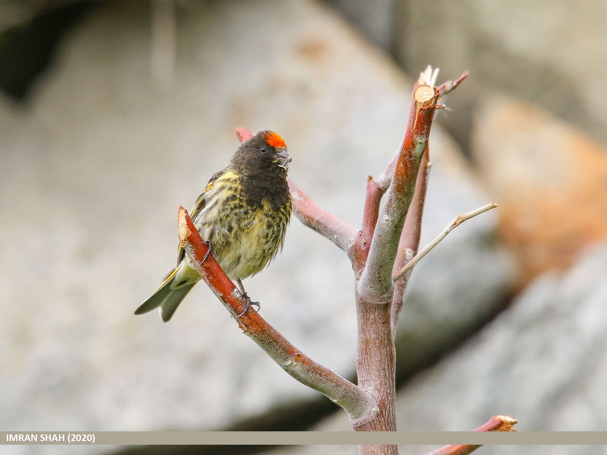 Image of Fire-fronted Serin