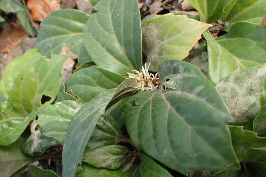 Image of Pachysandra axillaris Franch.