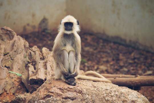 Image of Dussumier's Malabar Langur