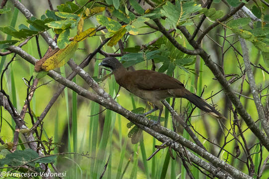 Image of Gray-headed Chachalaca