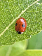 Adalia bipunctata (Linnaeus 1758) resmi