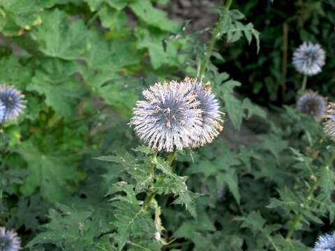 Image of Echinops bannaticus Rochel ex Schrad.