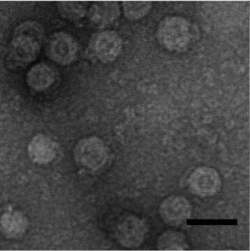 Image of Phi6 Phage group