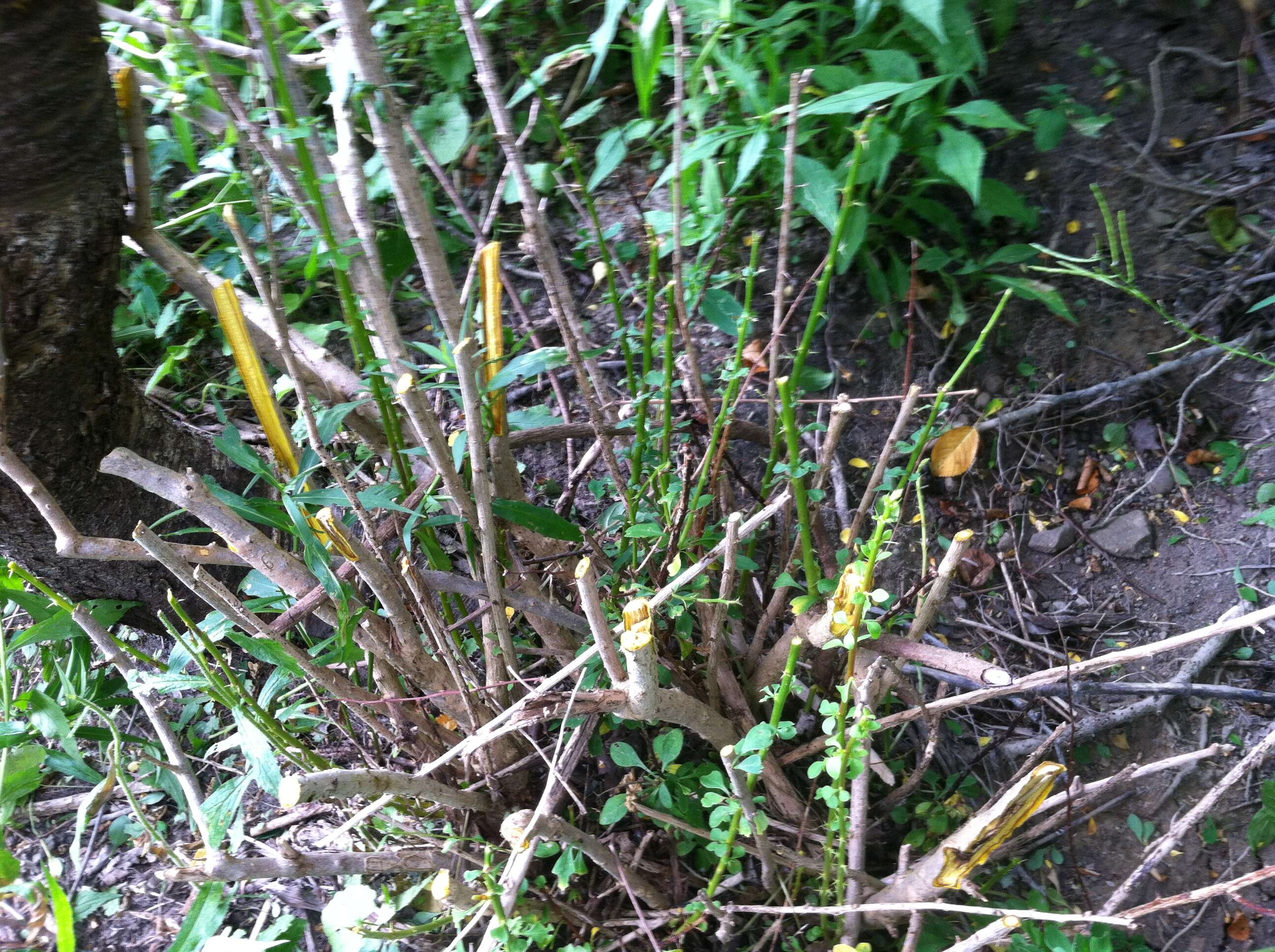 Image of Japanese barberry