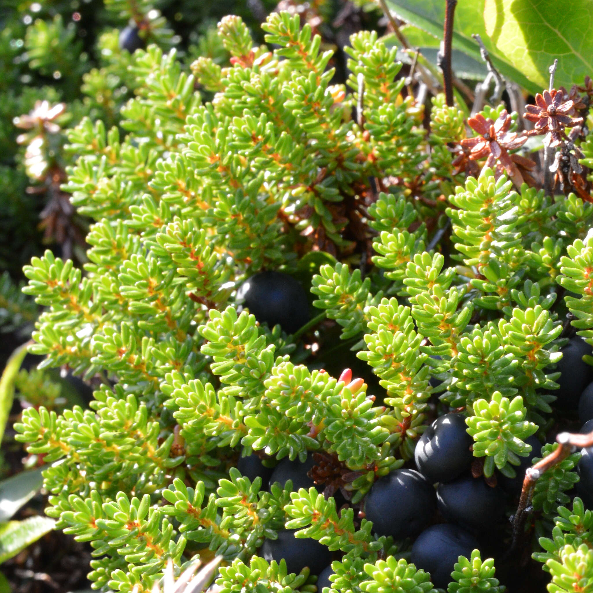 Image of black crowberry