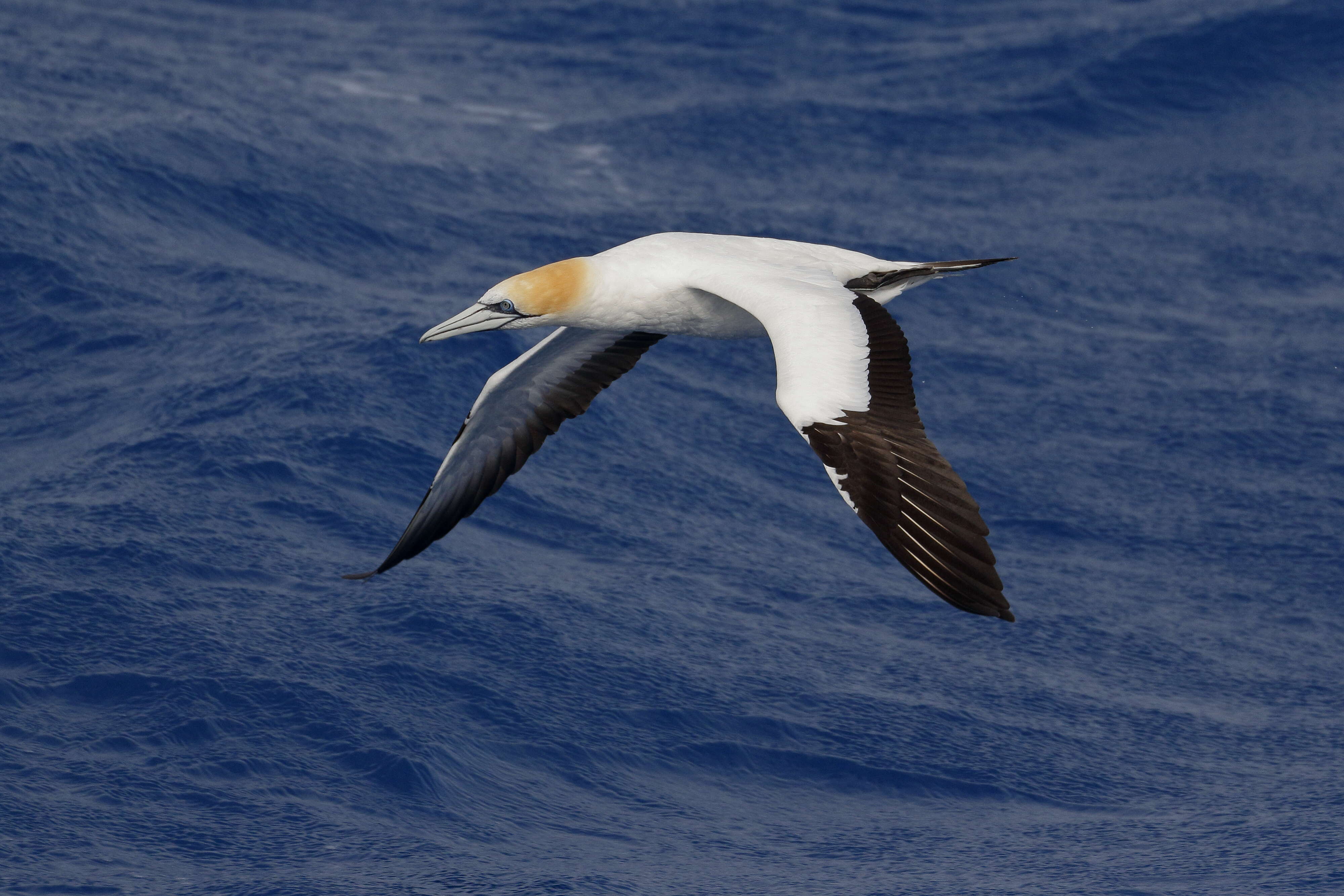 Image of Australasian Gannet