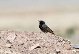 Image of Black Redstart