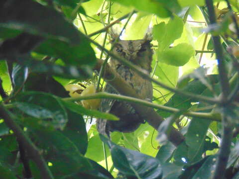 Image of Indian Scops Owl