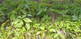 Image of Chinese ginseng