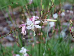 Image de Gaura