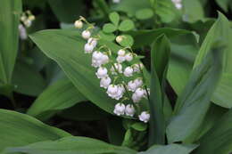 Image of convallaria