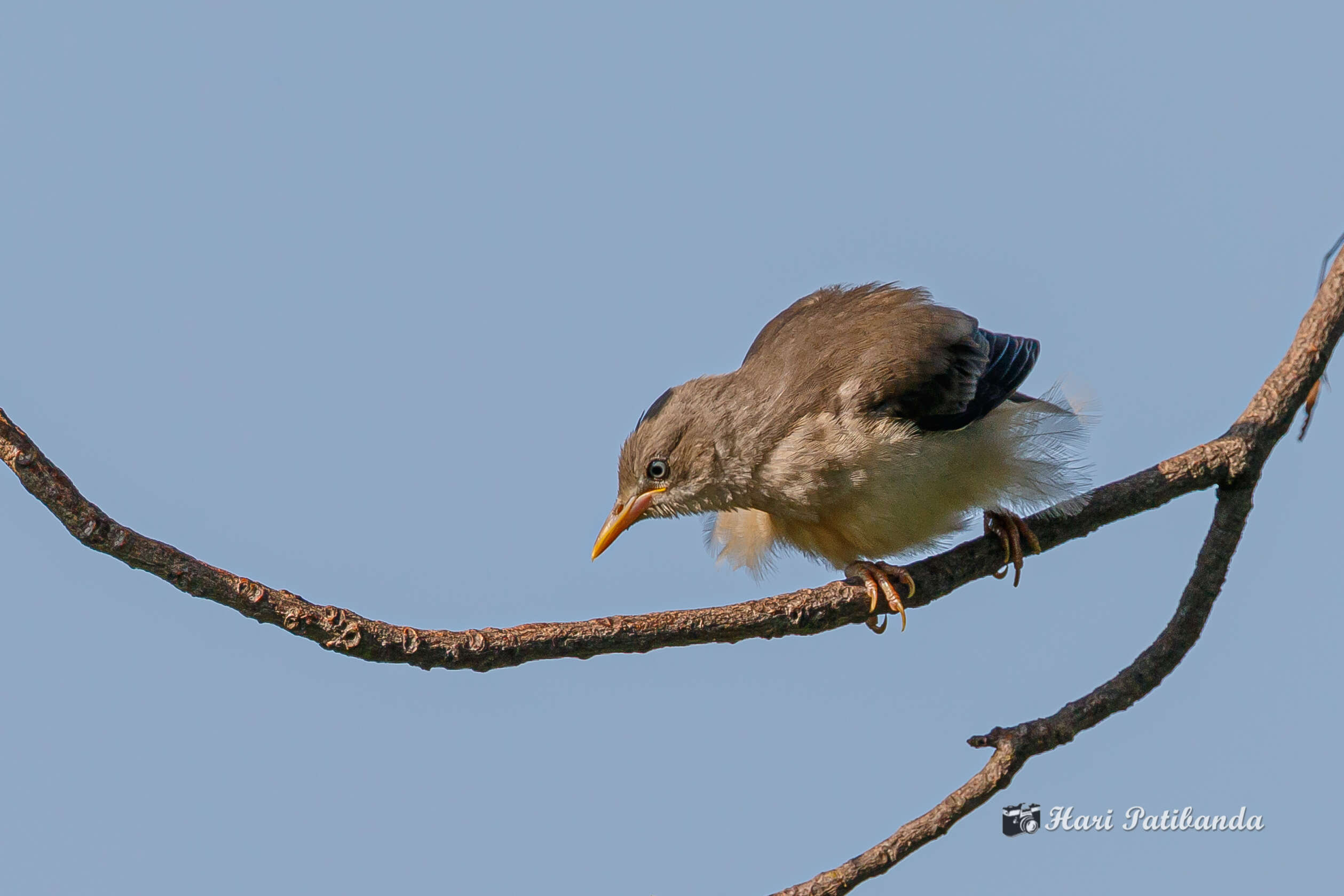 Image of Chestnut-tailed Starling