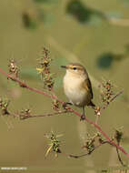 Image of Siberian Chiffchaff